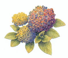 網(wǎng)頁制作大寶庫 美術(shù)設(shè)計之漫畫集錦與圖案設(shè)計服務(wù)